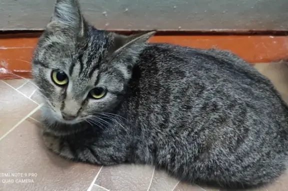 Найдена кошка на пр. Победы, 76 в Твери