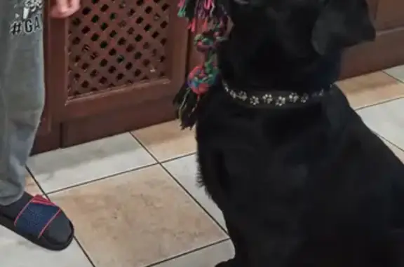 Собаки потеряшки, Ульяновск, фото: Потеряшка собака на ул. Рылеева, 2А, Ульяновск - помогите найти!