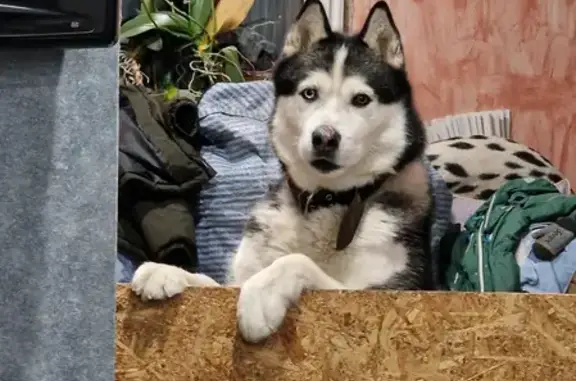 Собаки потеряшки, Самара, фото: Потеряшка собака Хаски на Нежинской улице, г. Самара