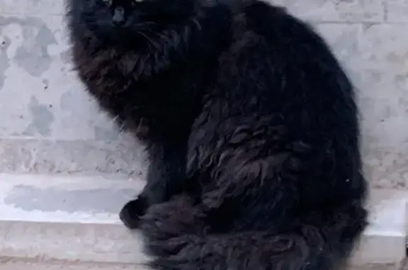 Найдена чёрная кошка на Боровой, 22