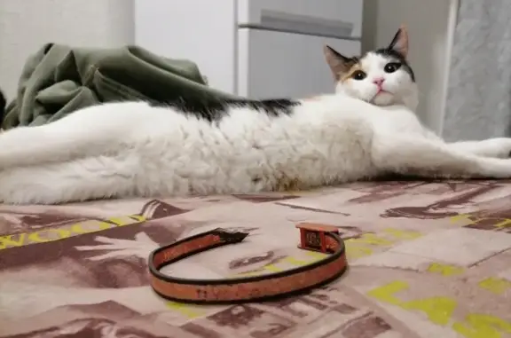 Найдена трехцветная кошка с ошейником в Томске