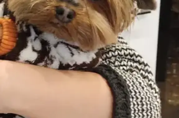 Собаки потеряшки, Санкт-Петербург, фото: Потеряшка собака Джесси в деревне Марьино, Ленинградская область