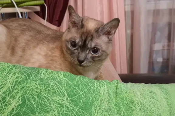 Найдена рыжая кошка с голубыми глазами в Верхней Салде