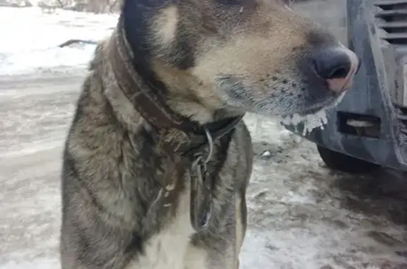 Найдена собака на ул. 12 Декабря в Омске
