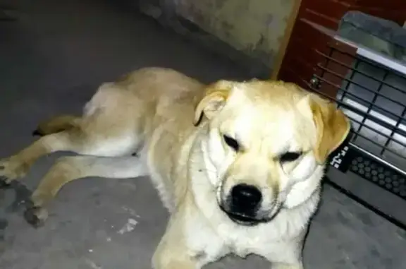 Найдена домашняя собака на Боевой улице, 73Б в Астрахани