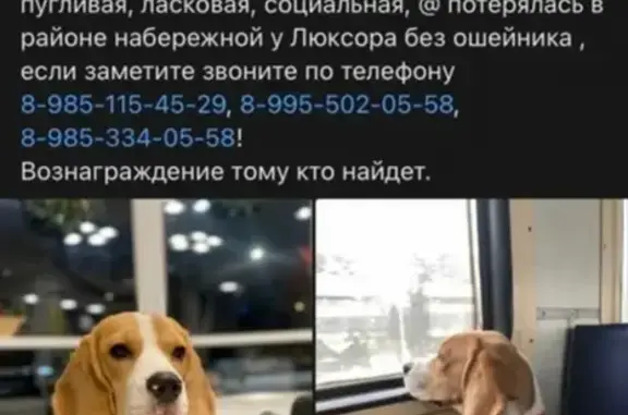 Пропала собака Рокси на ул. Баженова, 2А, Жуковский
