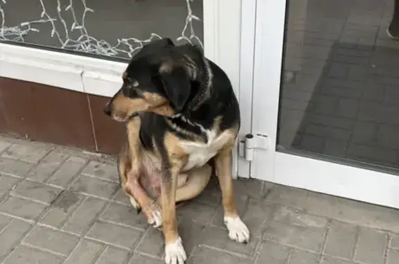 Найден пес с травмой лапы на ул. Кирова, 7, Астрахань