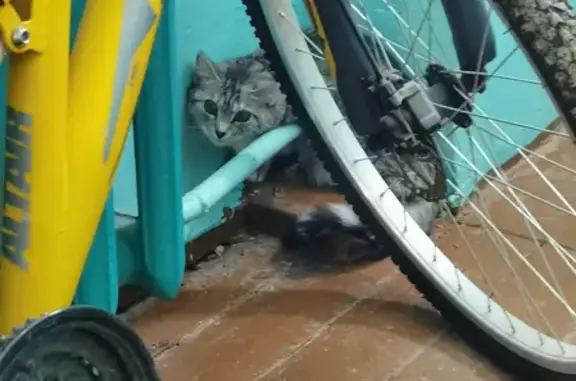 Найдена напуганная кошка на улице Свободы, Мегион