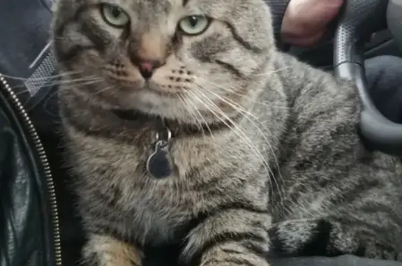 Кошки потеряшки, Санкт-Петербург, фото: Потеряшка кошка, найдена на Гражданской 17/8, СПб.