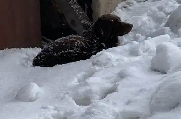 Найден породистый пёс на улице Орлова, 2 в Оренбурге