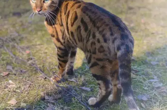 Пропала кошка МАРИС, бенгальская порода, леопардовый окрас, Южный проспект 15
