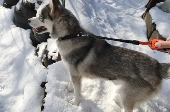 Найдена собака на ул. Ким 17, Смоленск
