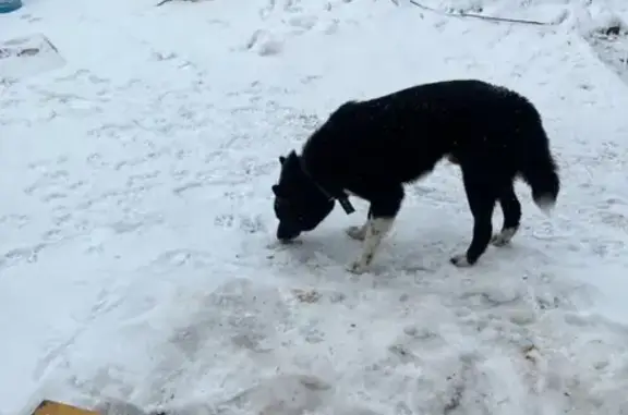 Собака Лайка найдена в Бронницах на Каширском переулке 38