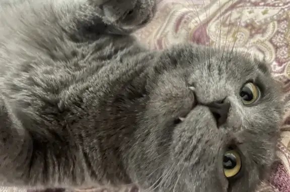 Кошки потеряшки, Новосибирск, фото: Потеряшка кошка на Зорге 85 в Новосибирске