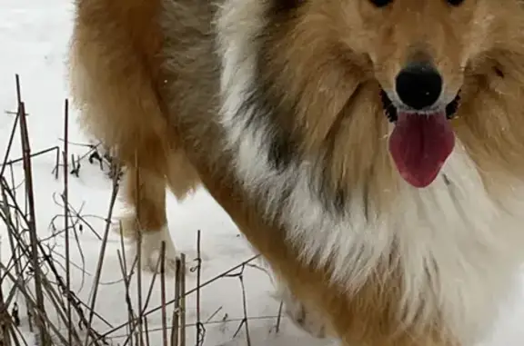 Пропала собака колли в районе Носово, Псковская область