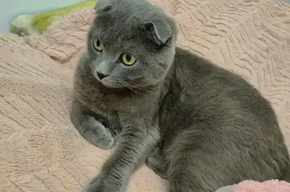 Кошки потеряшки, Иркутск, фото: Потеряшка кот Бакс, 55, Иркутск