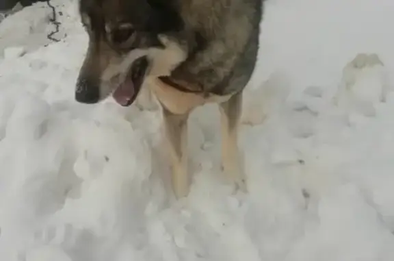 Пропала собака Орёл на Новороссийской, 18, Комсомольск-на-Амуре