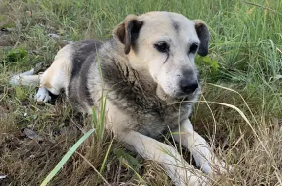 Пропала собака в Химках на Вашутинском шоссе
