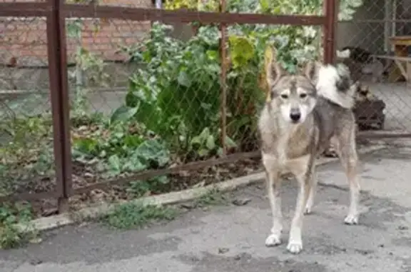 Пропала собака Лайка на Севастопольской, Сальск