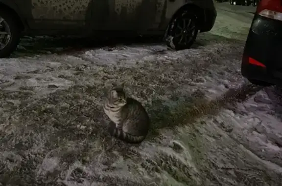 Найдена кошка на ул. Афанасьева, 10 в Чебоксарах