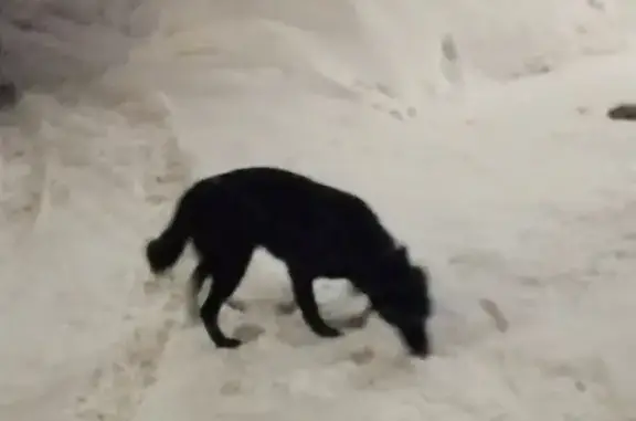 Найдена черная собака с ошейником на Малой Ямской, Нижний Новгород