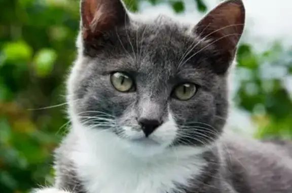 Найдена кошка на Аскольдовцев 18 в Мурманске