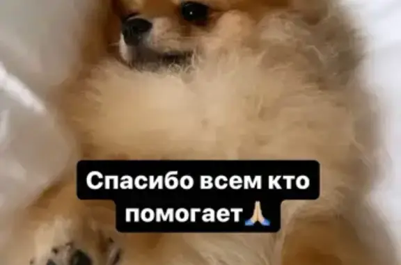 Пропала собака Бьюти возле Партизанска, вознаграждение 50.000