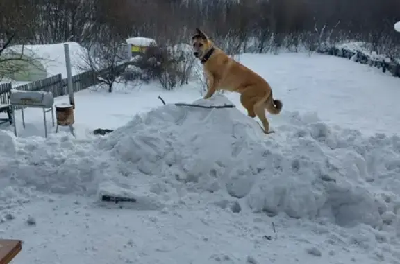 Пропала собака Шелл на ул. Амурская, Томск