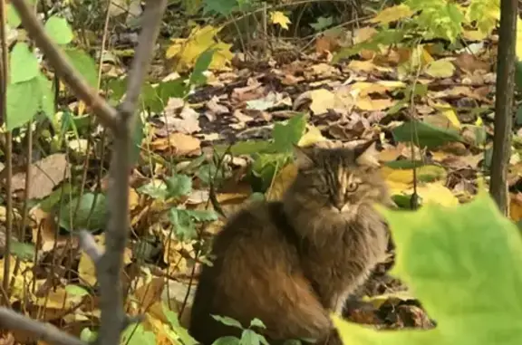 Пропала кошка Миша на улице Геологов, 3 в Красногорске