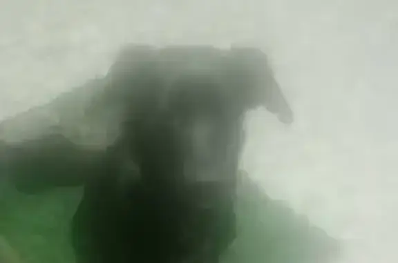 Найден чёрный лабрадор на Набережной, Чита