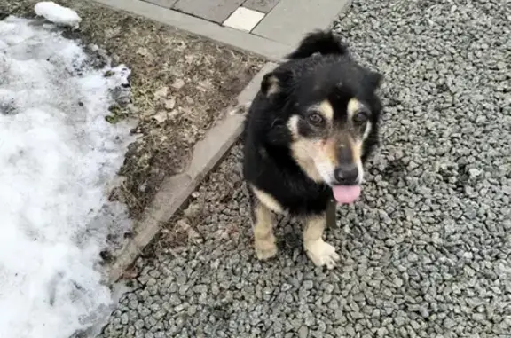 Найдена чёрненькая собачка на Тенистой улице