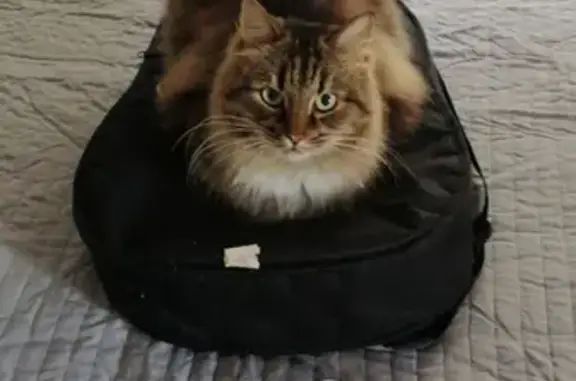 Потерянные животные Санкт-Петербург, фото: Пропала кошка на улице Шателена, СПб.