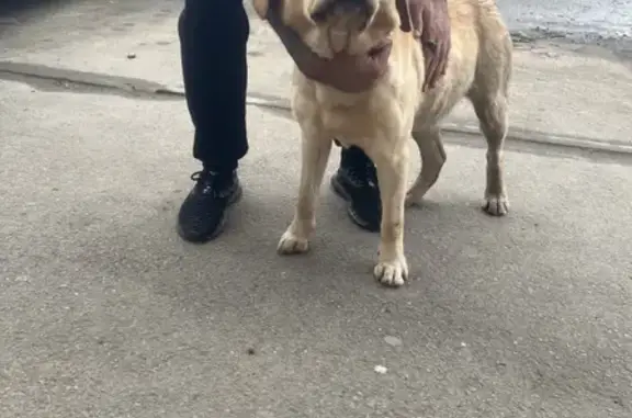 Собака лабрадор ищет хозяина в Ростове, Малое зелёное кольцо