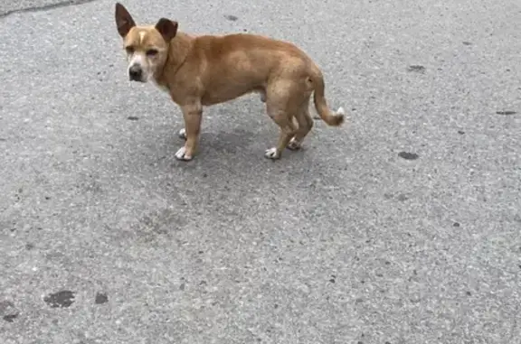 Собака SOS найдена в центре Ростова!