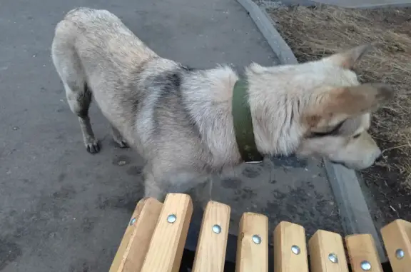 Найдена собака Белач на пр. 100-летия Владивостока