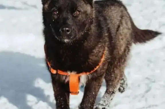 Собака Ночка найдена в Москве, задатки на охрану.