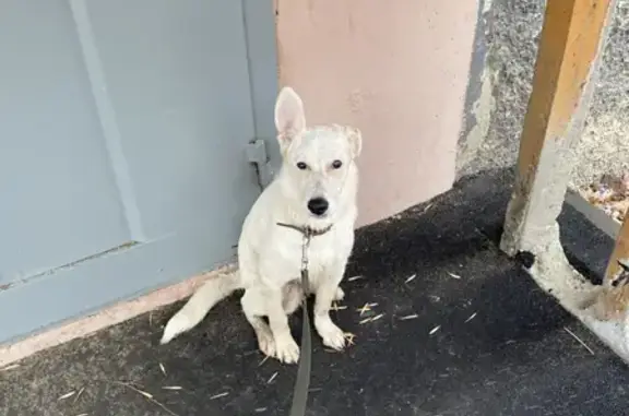 Собака найдена на улице Панфилова, Саратов