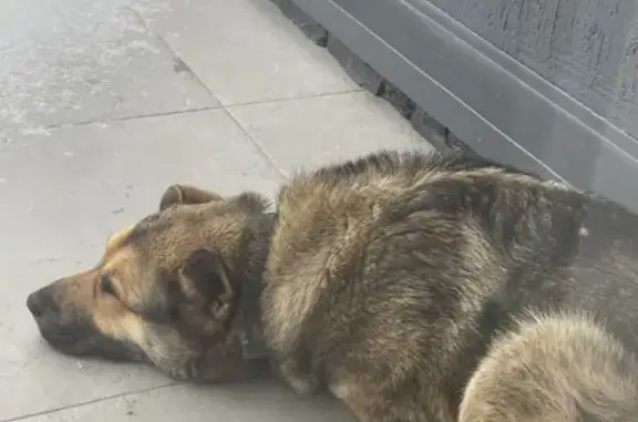 Найдена собака Кобель в Московской области.