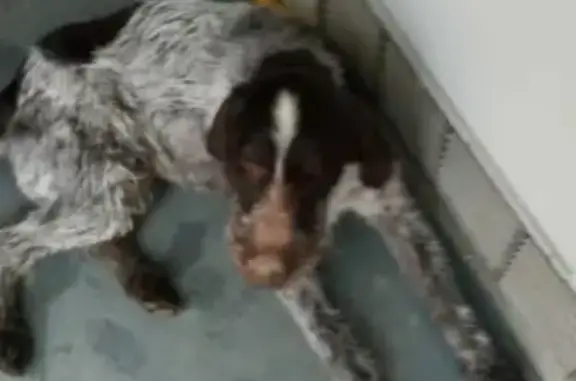 Найдена собака на Ясноморской, Волгоград