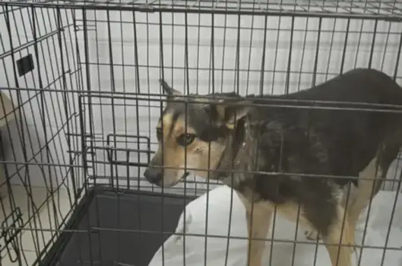 Найдена течная собака на Азербайджанской, 21