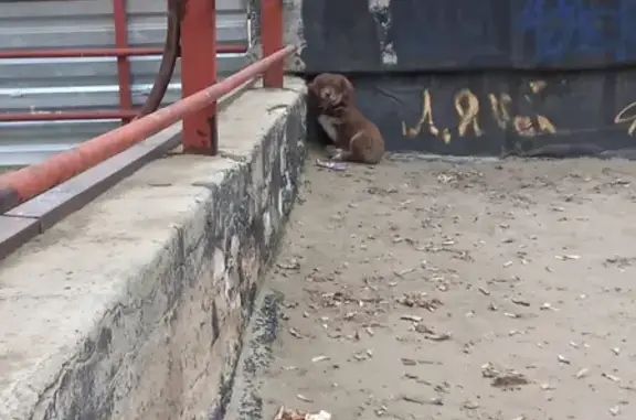 Найдена собака на ул. Николая Отрады 24
