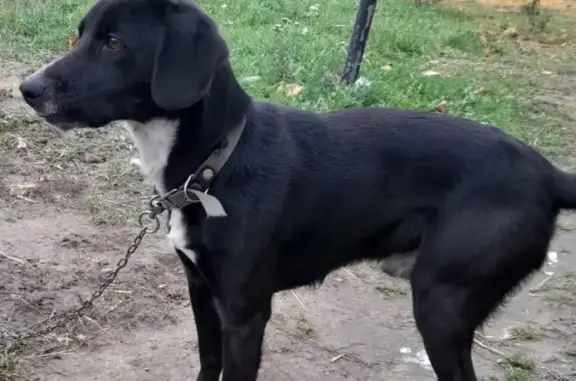 Пропала собака Рэкс на 2-й Молодежной улице, Беломестное