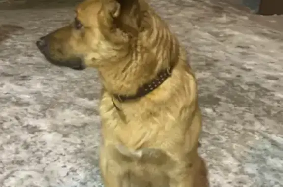 Собака найдена возле Интерспара на ул. Гоголя, 58 в Томске.