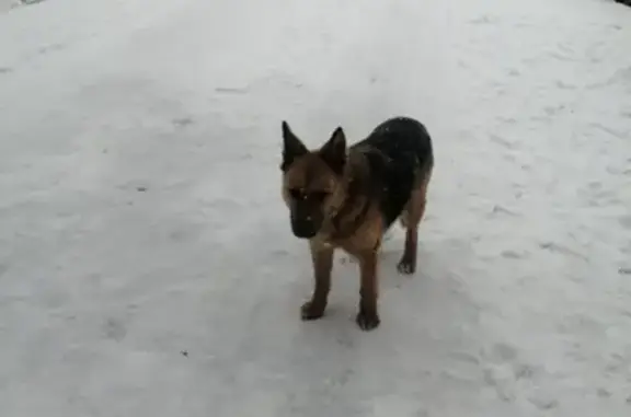Найдена собака на Московском шоссе в Шушарах