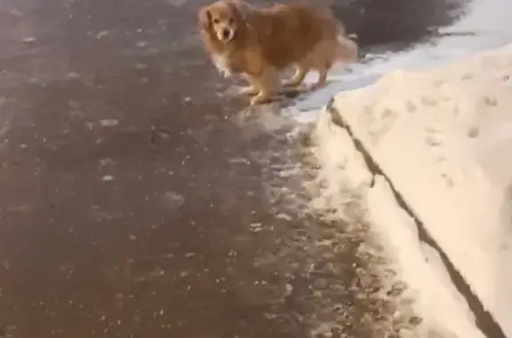 Найдена собака Рыжий в Капотне, Москва