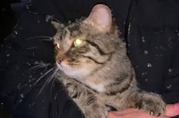 Найдена кошка на Уральских Рабочих, 37