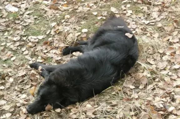Пропала собака Тимми на Лесной улице, Ступино.