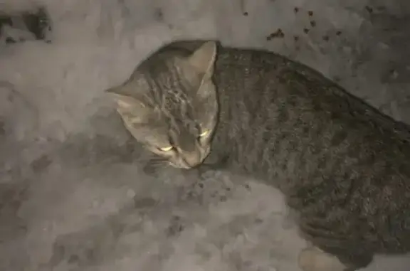 Найден котик возле дома 15 на Криворожской
