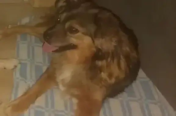 Собаки потеряшки, Новороссийск, фото: Потеряшка собака на ул. Раевского, 62 в Новороссийске