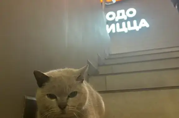 Найдена кошка в Додо Пицце на пр. Сельмаш 9А